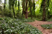 THE WOODLANDS AND THE TREES [ST ANNE'S PARK IN RAHENY]-241775-1