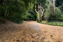 THE WOODLANDS AND THE TREES [ST ANNE'S PARK IN RAHENY]-241778-1