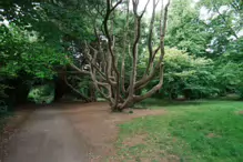 I FOUND IT DIFFICULT TO PROPERLY PHOTOGRAPH THE WOODED AREAS [ST ANNES PARK JULY 2024]-237300-1