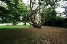 I FOUND IT DIFFICULT TO PROPERLY PHOTOGRAPH THE WOODED AREAS [ST ANNES PARK JULY 2024]-237304-1