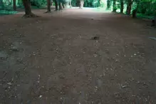 I FOUND IT DIFFICULT TO PROPERLY PHOTOGRAPH THE WOODED AREAS [ST ANNES PARK JULY 2024]-237317-1