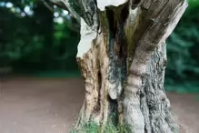 I FOUND IT DIFFICULT TO PROPERLY PHOTOGRAPH THE WOODED AREAS [ST ANNES PARK JULY 2024]-237348-1