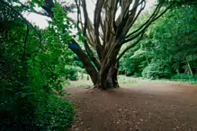 I FOUND IT DIFFICULT TO PROPERLY PHOTOGRAPH THE WOODED AREAS [ST ANNES PARK JULY 2024]-237353-1