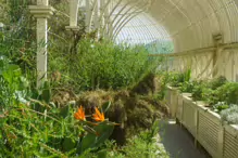 THE BIRD OF PARADISE [AT THE BOTANIC GARDENS IN MAY 2013]-234458-1