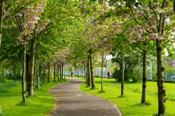 CABRA TRAM STOP [BESIDE MOUNT BERNARD PUBLIC PARK]-232267-1