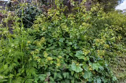 WINDY ARBOUR [GREEN SPACES]-216841-1