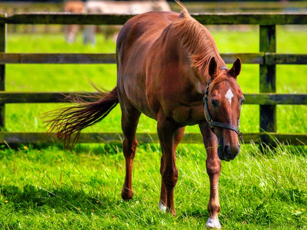 NATIONAL STUD 2009