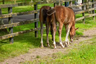 SOME OF THE HORSES AT THE NATIONAL STUD [KILDARE JULY 2009]-235018-1