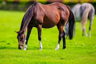 SOME OF THE HORSES AT THE NATIONAL STUD [KILDARE JULY 2009]-235019-1