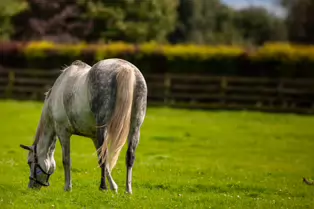 SOME OF THE HORSES AT THE NATIONAL STUD [KILDARE JULY 2009]-235020-1