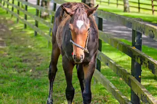 SOME OF THE HORSES AT THE NATIONAL STUD [KILDARE JULY 2009]-235022-1