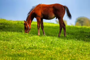 SOME OF THE HORSES AT THE NATIONAL STUD [KILDARE JULY 2009]-235026-1