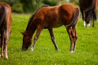 SOME OF THE HORSES AT THE NATIONAL STUD [KILDARE JULY 2009]-235032-1