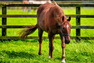 SOME OF THE HORSES AT THE NATIONAL STUD [KILDARE JULY 2009]-235033-1