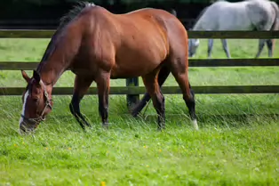 SOME OF THE HORSES AT THE NATIONAL STUD [KILDARE JULY 2009]-235034-1