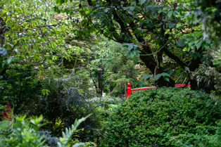 JAPANESE GARDENS [NEAR KILDARE TOWN 27 JULY 2009] X-234946-1