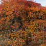 THE BOTANIC GARDENS IN GLASNEVIN [SHOT WITH A SONY FE 100MM F2.8 MACRO OSS GM]-259821-1