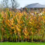 THE BOTANIC GARDENS IN GLASNEVIN [SHOT WITH A SONY FE 100MM F2.8 MACRO OSS GM]-259823-1