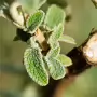 THE BOTANIC GARDENS IN GLASNEVIN [SHOT WITH A SONY FE 100MM F2.8 MACRO OSS GM]-259825-1