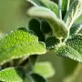 THE BOTANIC GARDENS IN GLASNEVIN [SHOT WITH A SONY FE 100MM F2.8 MACRO OSS GM]-259826-1