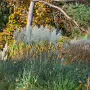 THE BOTANIC GARDENS IN GLASNEVIN [SHOT WITH A SONY FE 100MM F2.8 MACRO OSS GM]-259827-1