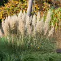 THE BOTANIC GARDENS IN GLASNEVIN [SHOT WITH A SONY FE 100MM F2.8 MACRO OSS GM]-259828-1
