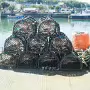JANUARY 22 2018 VISIT TO HOWTH [INCORRECT DATE CHANGED FROM 09-01-2009 TO 22-01-2018]X-259784-1
