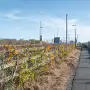 THE LAUGHANSTOWN TRAM STOP AND NEARBY [2 NOVEMBER 2025]-259304-1