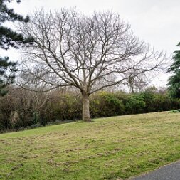 MILL LANE A frustrating photography session at Mill Lane, Palmerstown, reveals ongoing bugs in the Leica Q3 Firmware 4.0.0....
