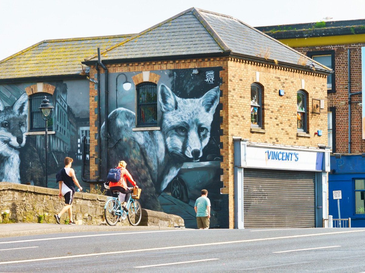 CITY FOXES BY SHANE SUTTON [VINCENT'S DRUMCONDRA END OF DORSET STREET] 001