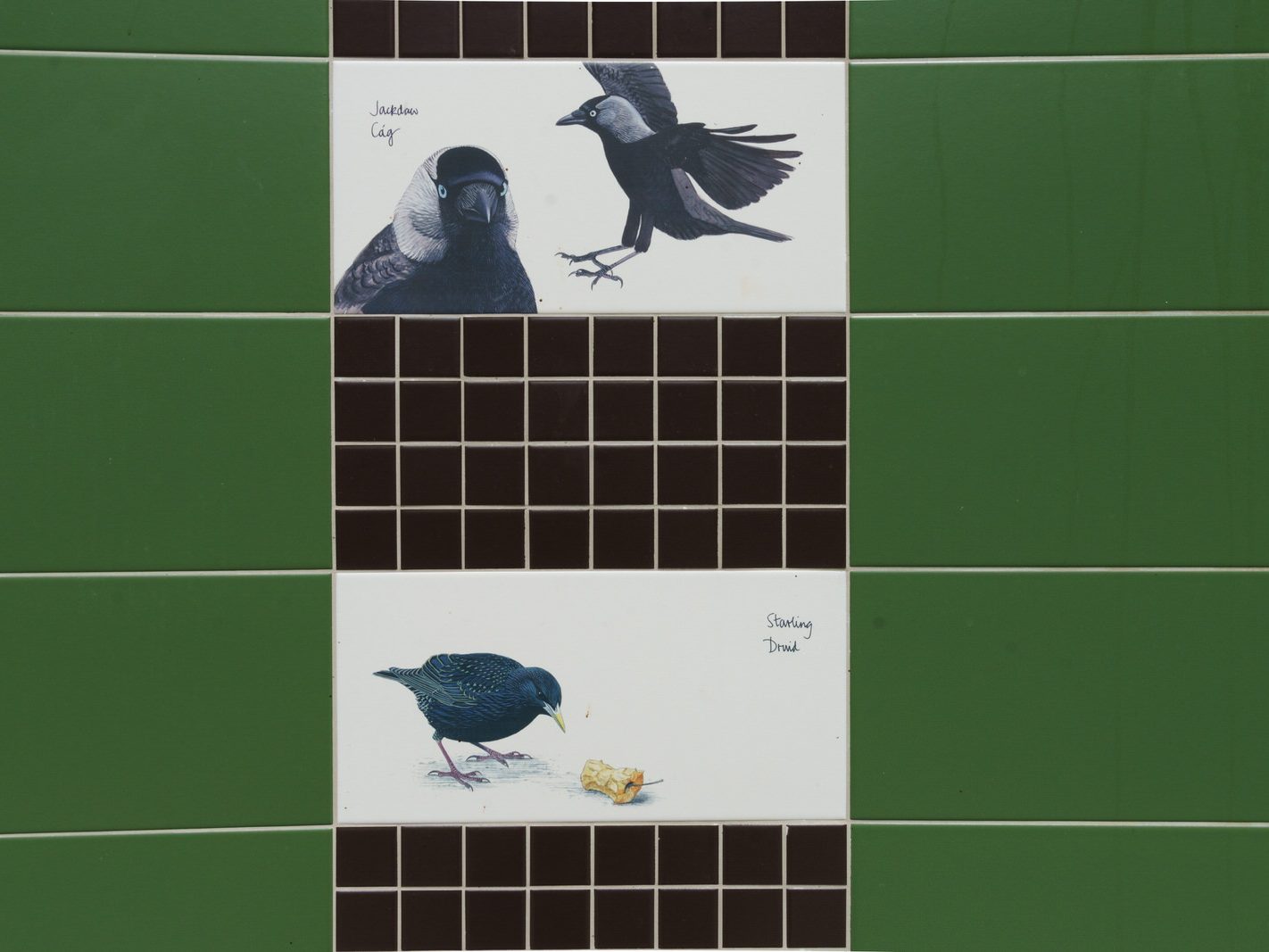 TILES BY KILLIAN MULLARNEY FEATURING BIRDS NATIVE TO IRELAND [MICRO PUBLIC SPACE ON WOLFE TONE STREET]-236748-1