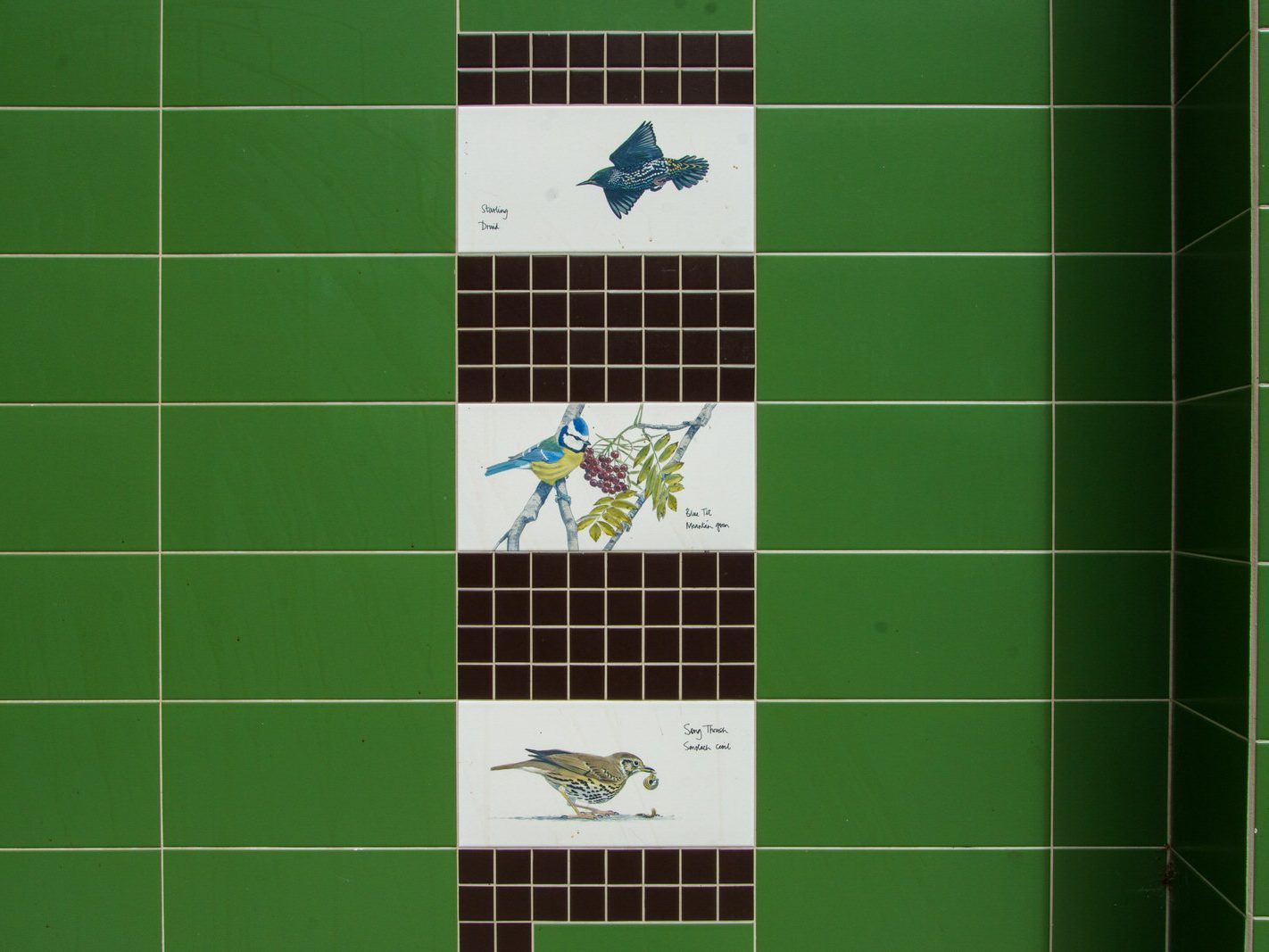 TILES BY KILLIAN MULLARNEY FEATURING BIRDS NATIVE TO IRELAND [MICRO PUBLIC SPACE ON WOLFE TONE STREET]-236749-1
