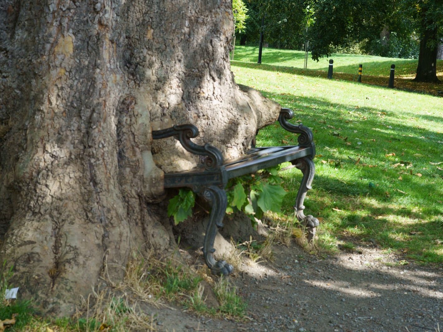 THE HUNGRY TREE [LOCAL CHILDREN ARE AFRAID TO SIT ON THE BENCH]-241647-1