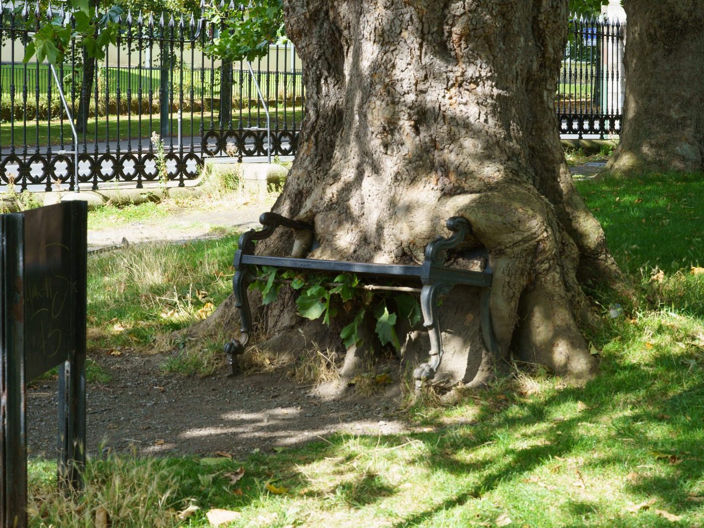 THE HUNGRY TREE [LOCAL CHILDREN ARE AFRAID TO SIT ON THE BENCH]-241648-1