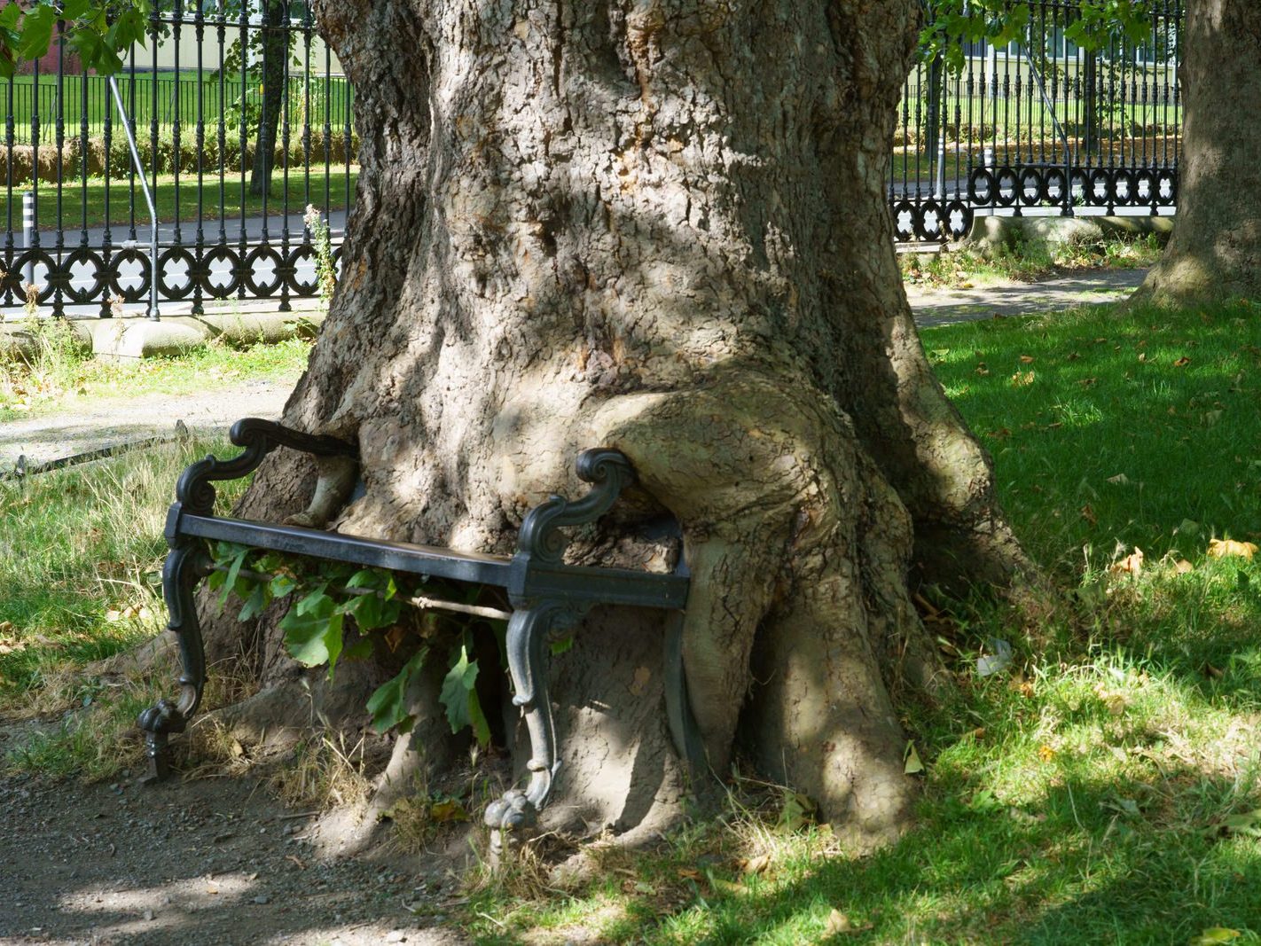 THE HUNGRY TREE [LOCAL CHILDREN ARE AFRAID TO SIT ON THE BENCH]-241649-1