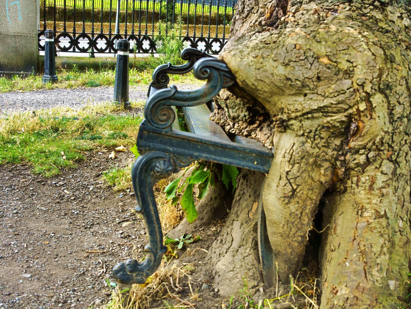 THE HUNGRY TREE [LOCAL CHILDREN ARE AFRAID TO SIT ON THE BENCH]-241651-1