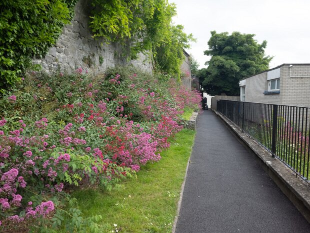 RED VALERIAN REALLY CAUGHT MY ATTENTION In Kilkenny, as in many parts of Ireland, Red Valerian, scientifically known as Centranthus ruber (though sometimes...
