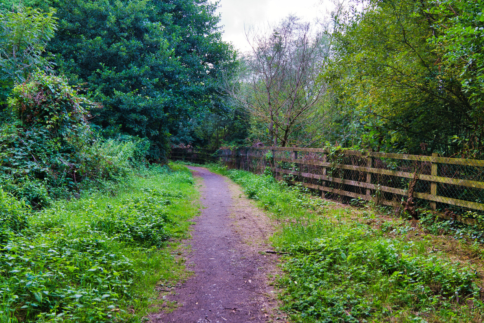 THIS WALK WAS IMPROVED IN 1861 [AND MAYOR THOMAS POWER PROVIDED MUCH OF THE FINANCE]-227001-1