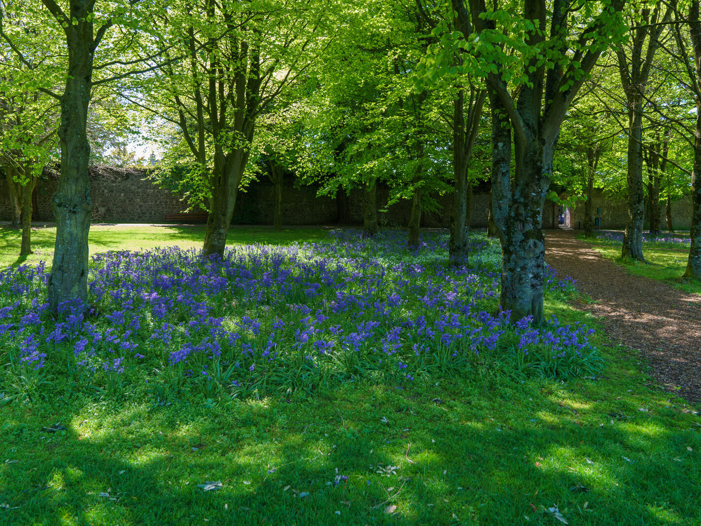 THE KILKENNY CASTLE ESTATE [THERE IS NO REAL NEED TO PAY TO EXPLORE THE CASTLE]-245313-1