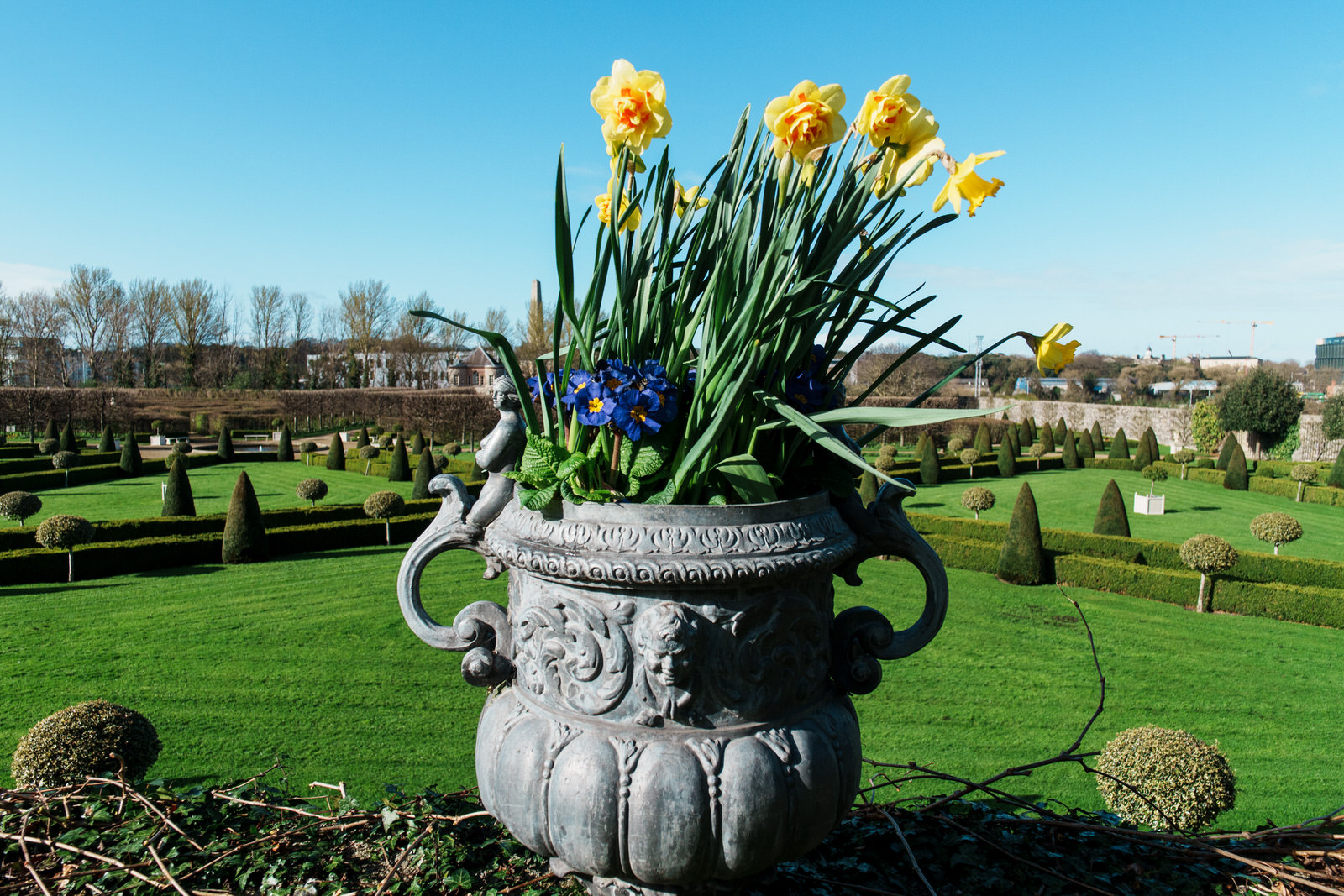 Daffodils At IMMA