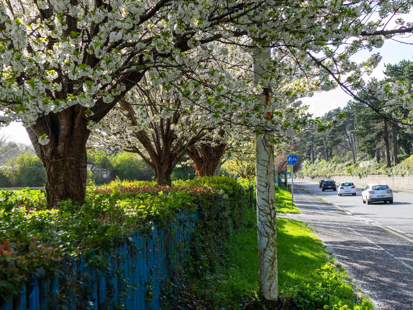 A WALK ALONG CHAPELIZOD ROAD [FROM DUBLIN TO THE VILLAGE 18 MARCH 2024]-223409-1