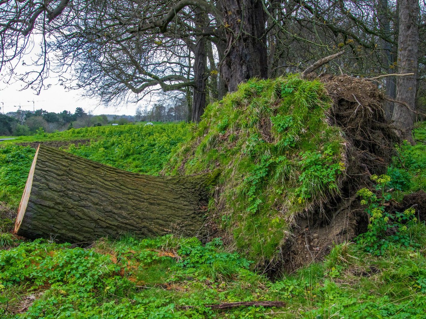ANOTHER FALLEN TREE DID ANYONE HEAR IT FALL [MILITARY ROAD PHOENIX PARK]-231141-1