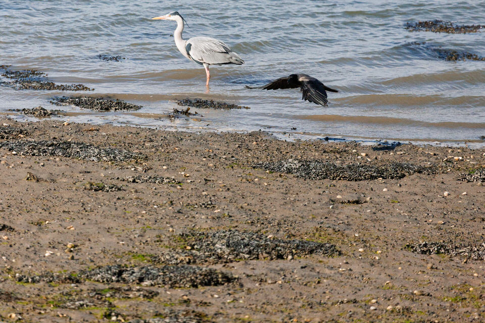 CROW MOBBING A HERON