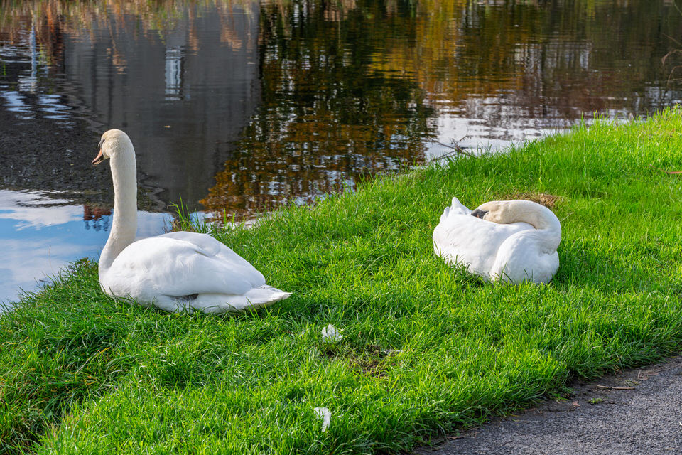 TWO SWANS AT LOCK 6