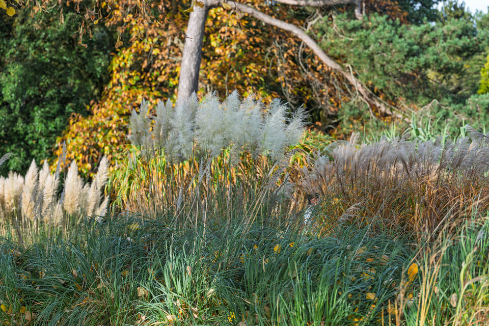 THE BOTANIC GARDENS
