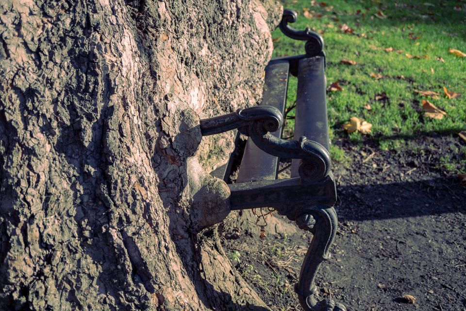 THE HUNGRY TREE