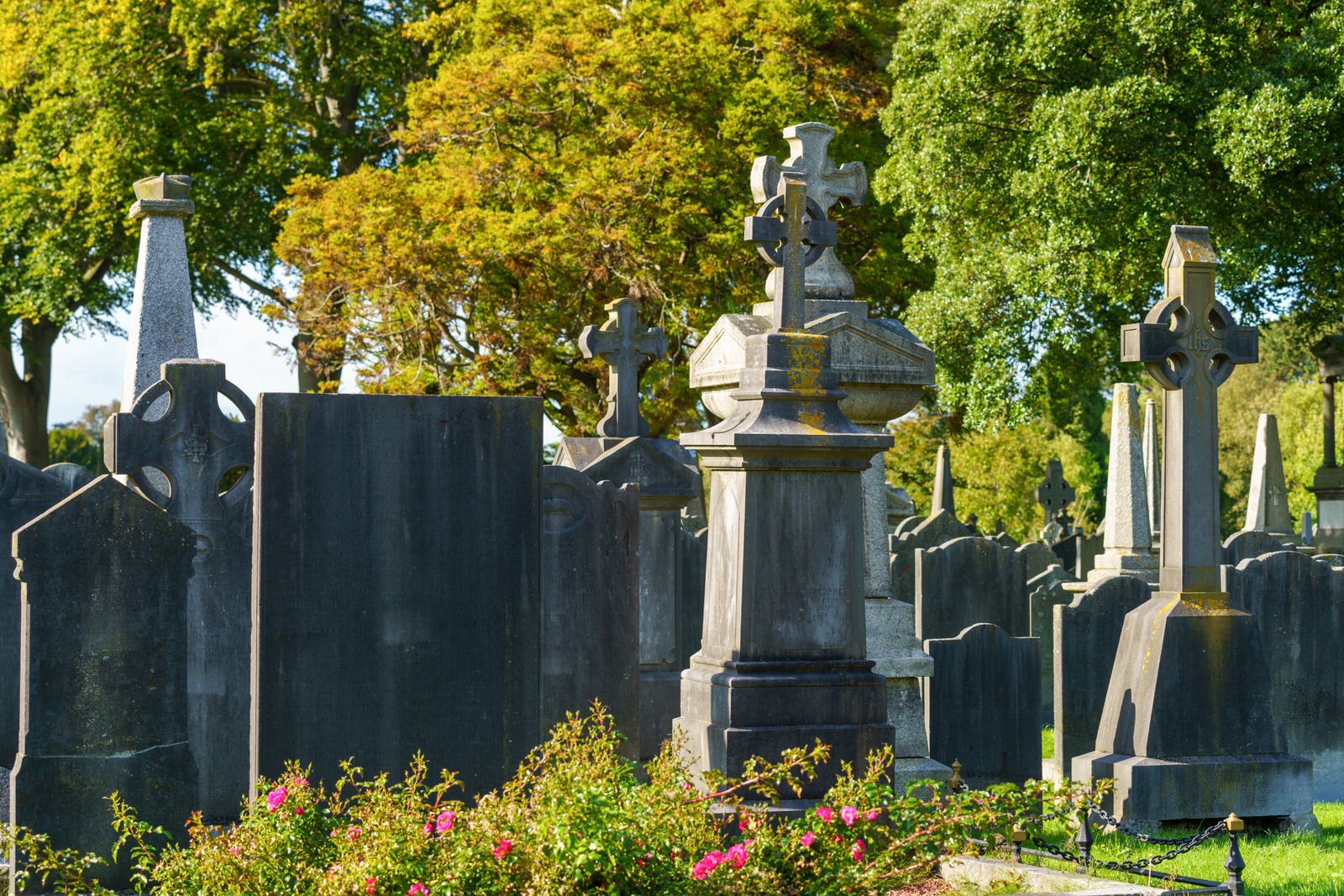 THE OLDER SECTION OF GLASNEVIN CEMETERY [I USED A SONY 70-200MM GM LENS] 005