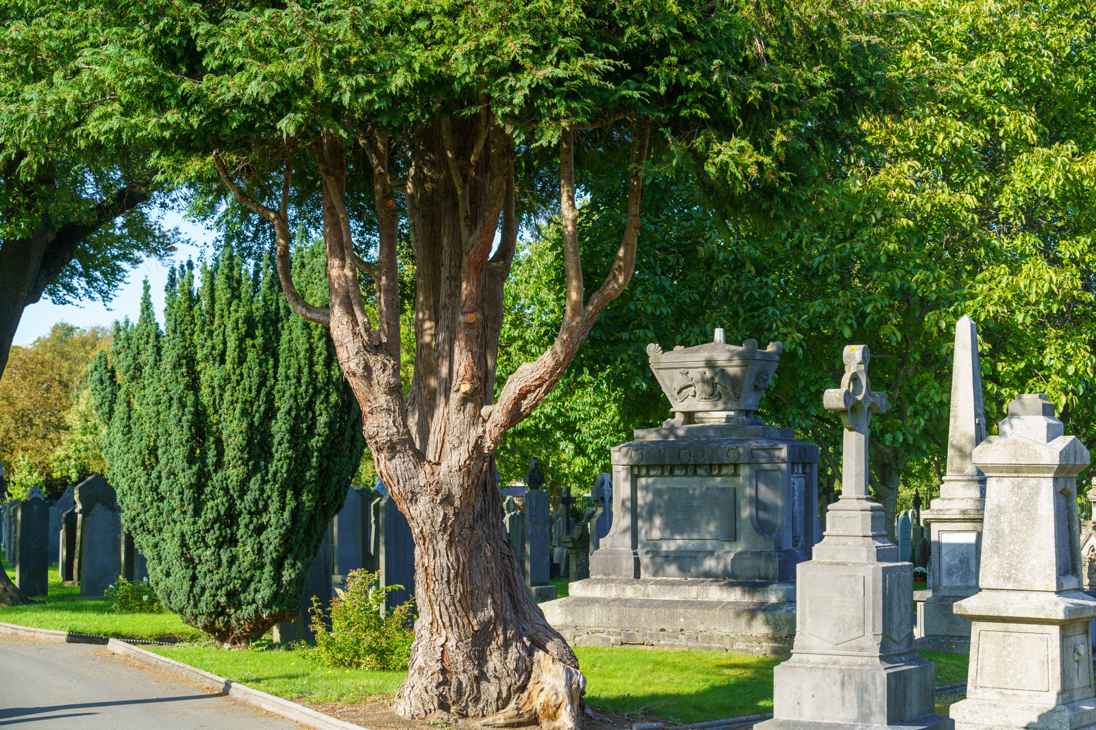 THE OLDER SECTION OF GLASNEVIN CEMETERY [I USED A SONY 70-200MM GM LENS] 015