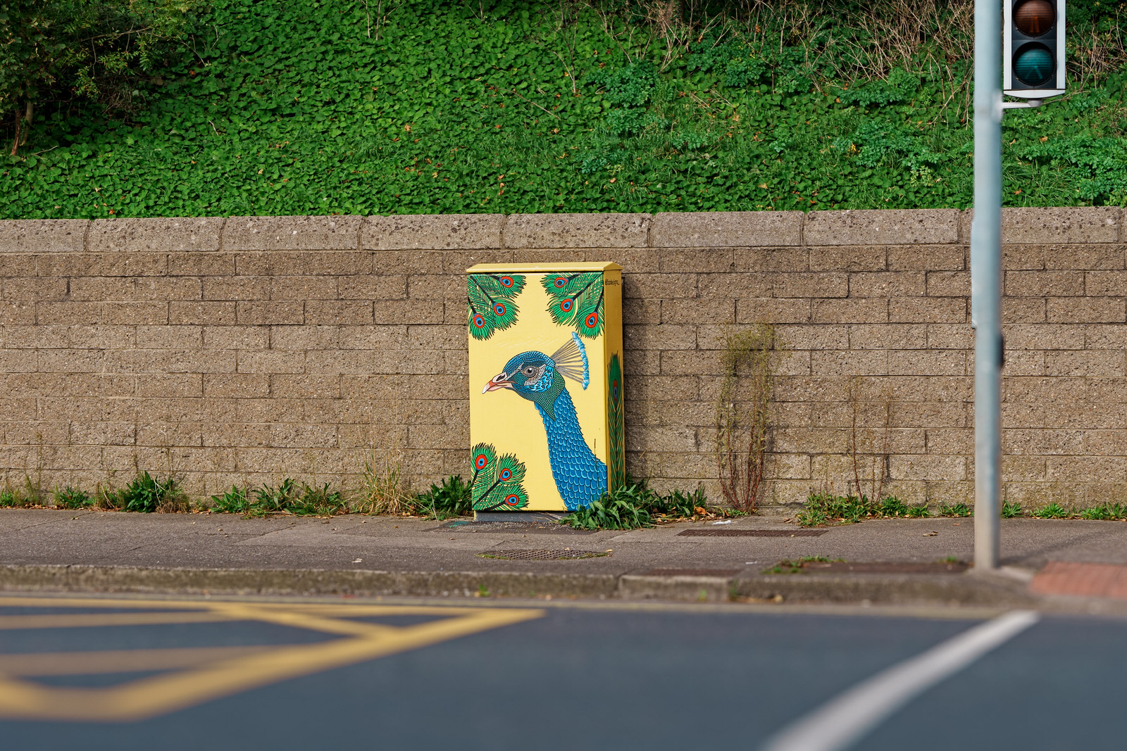 PEACOCK BY CONOR FITZPATRICK @FIZZDESIGNS [PAINT-A-BOX STREET ART IN MILLTOWN] 001