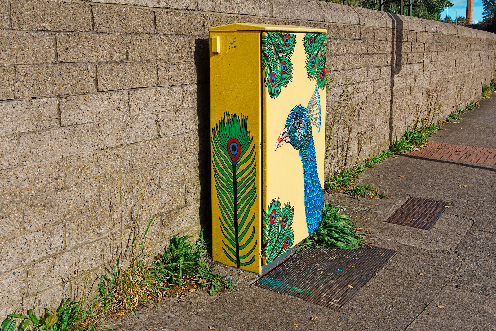 PEACOCK BY CONOR FITZPATRICK @FIZZDESIGNS [PAINT-A-BOX STREET ART IN MILLTOWN] 002